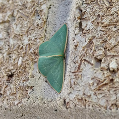 Chlorocoma melocrossa