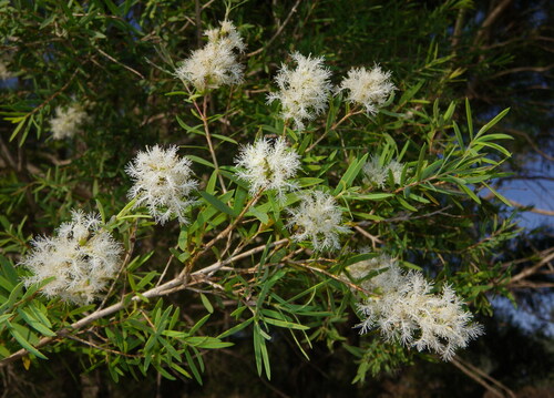 Flaxleaf Paperbark (Melaleuca trichostachya)