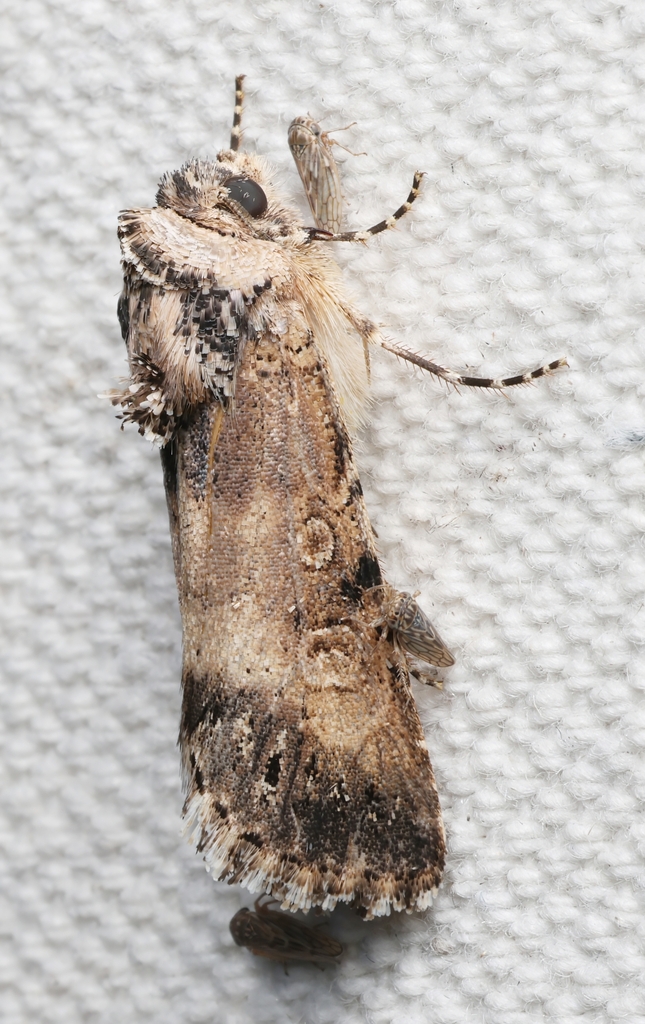 Sympistis terminalis