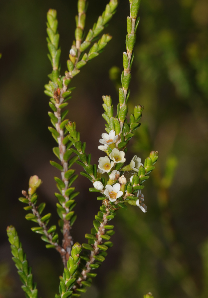 Micromyrtus grandis