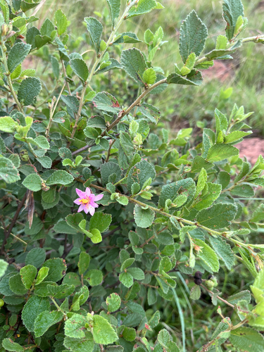 Drakensberg Raisin (Grewia hispida)