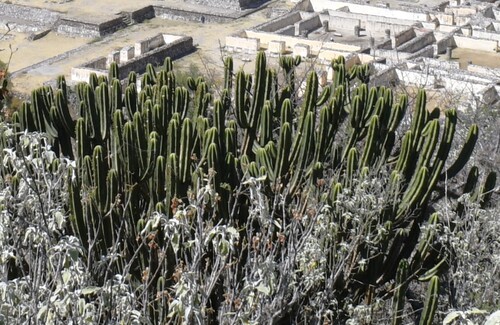 Myrtillocactus schenckii, photograph 4