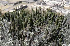 Myrtillocactus schenckii, photograph (c) Zac Peterson, some rights reserved (CC BY)