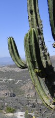 Myrtillocactus schenckii, photograph (c) Zac Peterson, some rights reserved (CC BY)