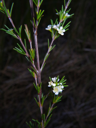 Weeping Baeckea (Baeckea frutescens)