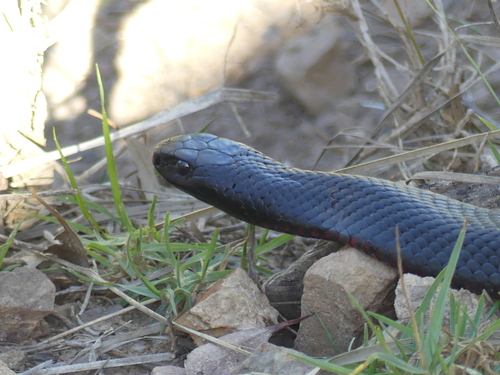 Red-bellied Black Snake sighting