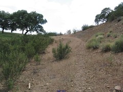 Rumex induratus