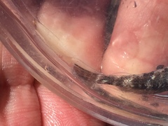 Mauligobius maderensis