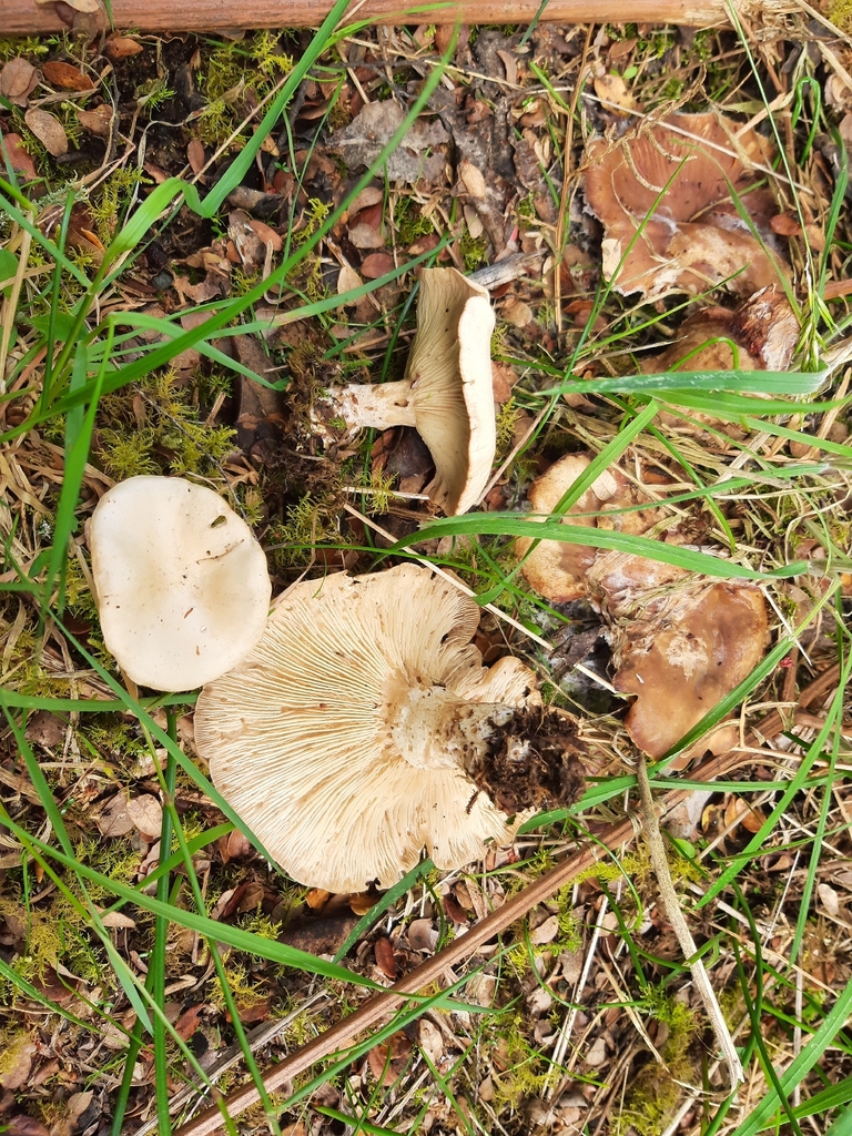 Rhodocybe piperita · December 2025 · photo: © davidwhyte (iNaturalist, cc-by-sa)