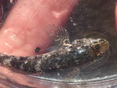 Mauligobius maderensis