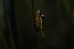Litoria olongburensis