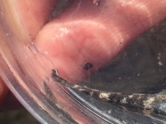 Mauligobius maderensis