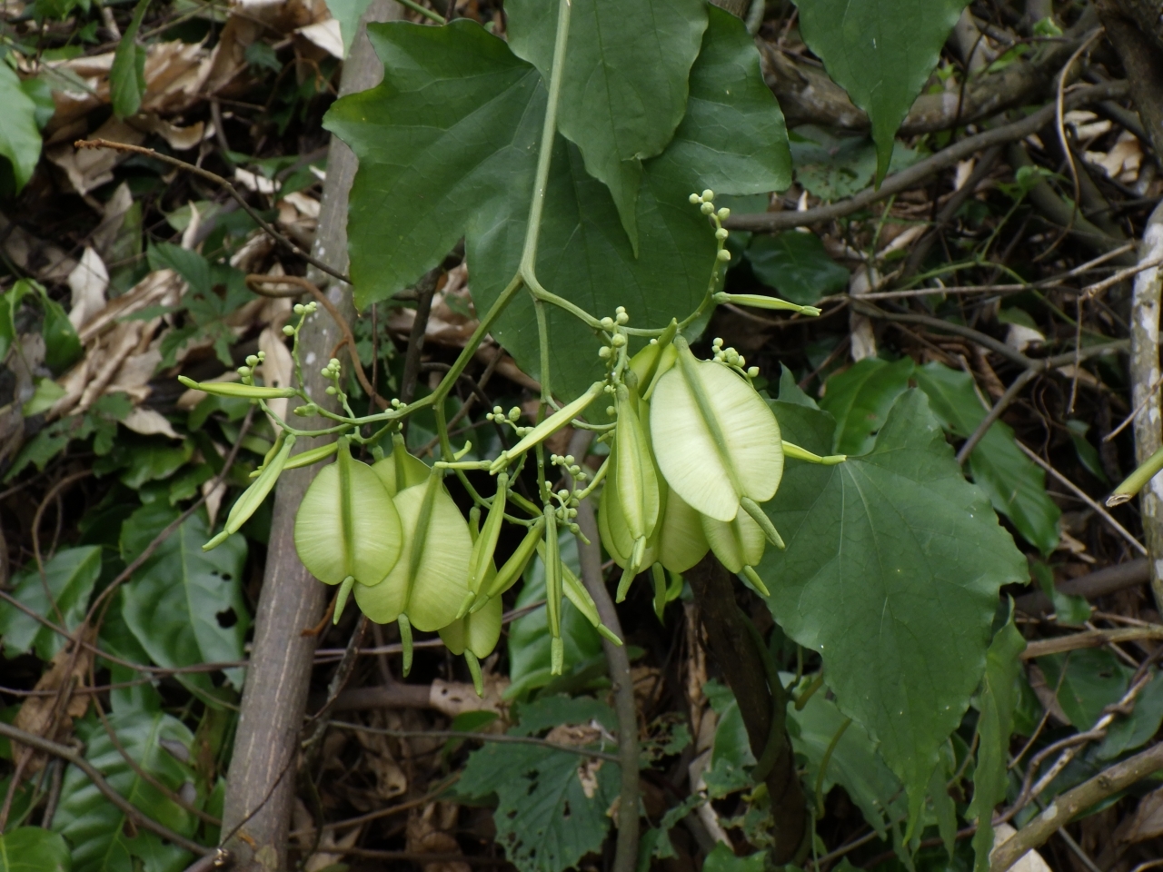 Cardiopteris quinqueloba — ảnh 2