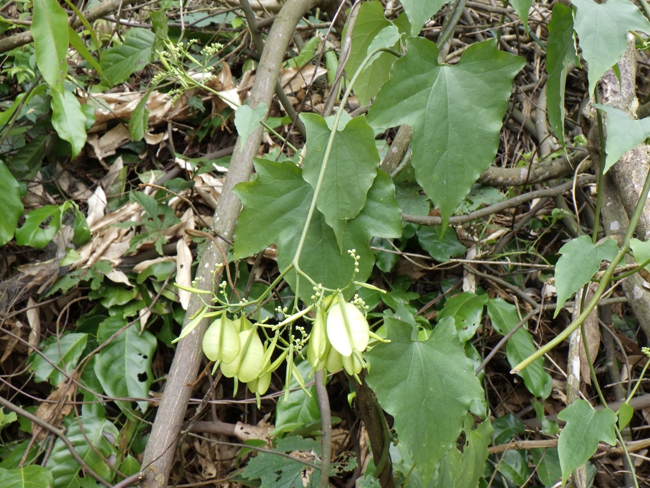Cardiopteris quinqueloba (Cardiopteris quinqueloba)