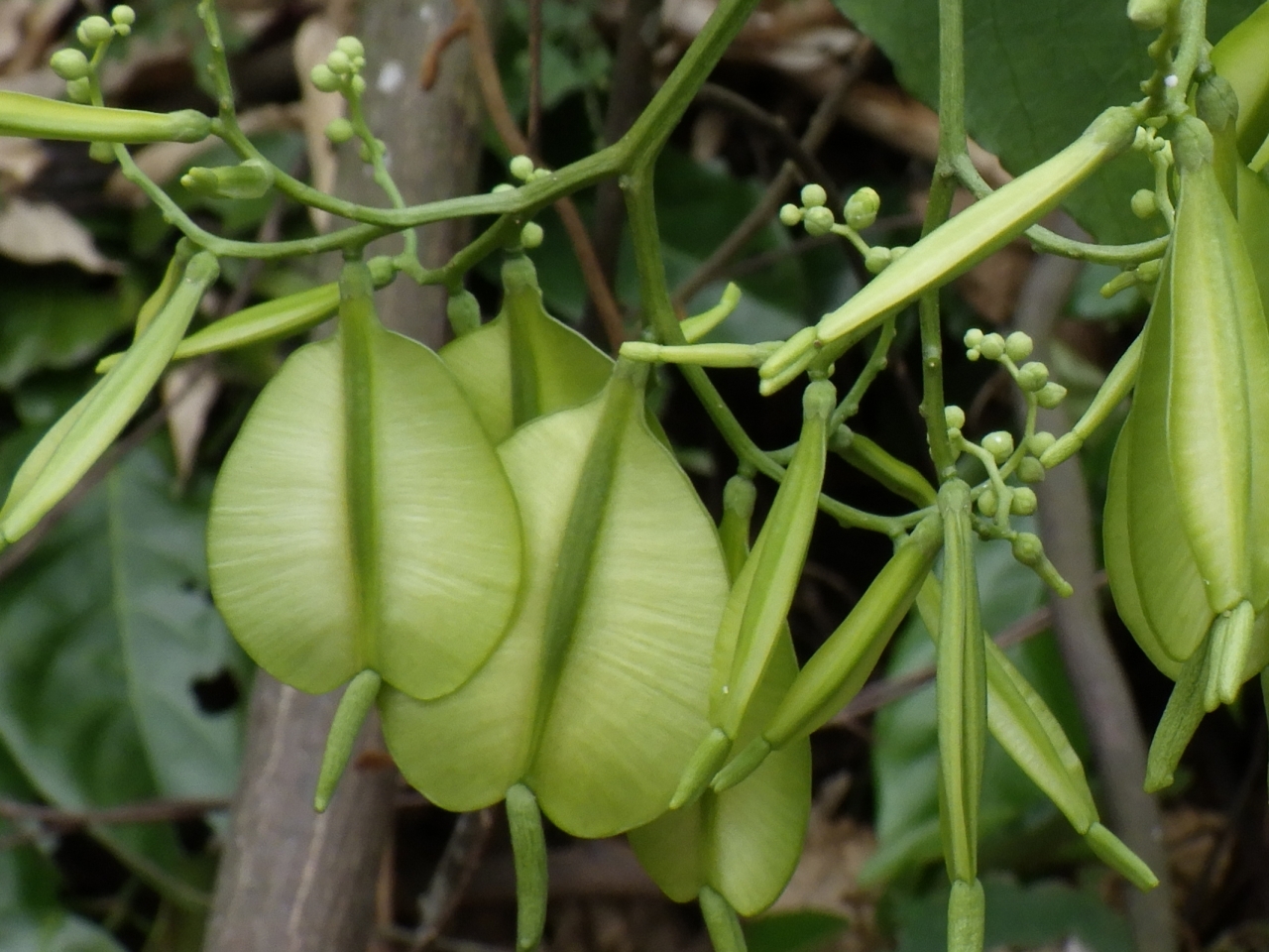 Cardiopteris quinqueloba — ảnh 3