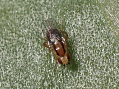 Cadrema pallida observed 2025-11-06