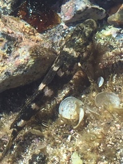 Mauligobius maderensis
