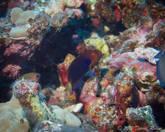 Centropyge fisheri