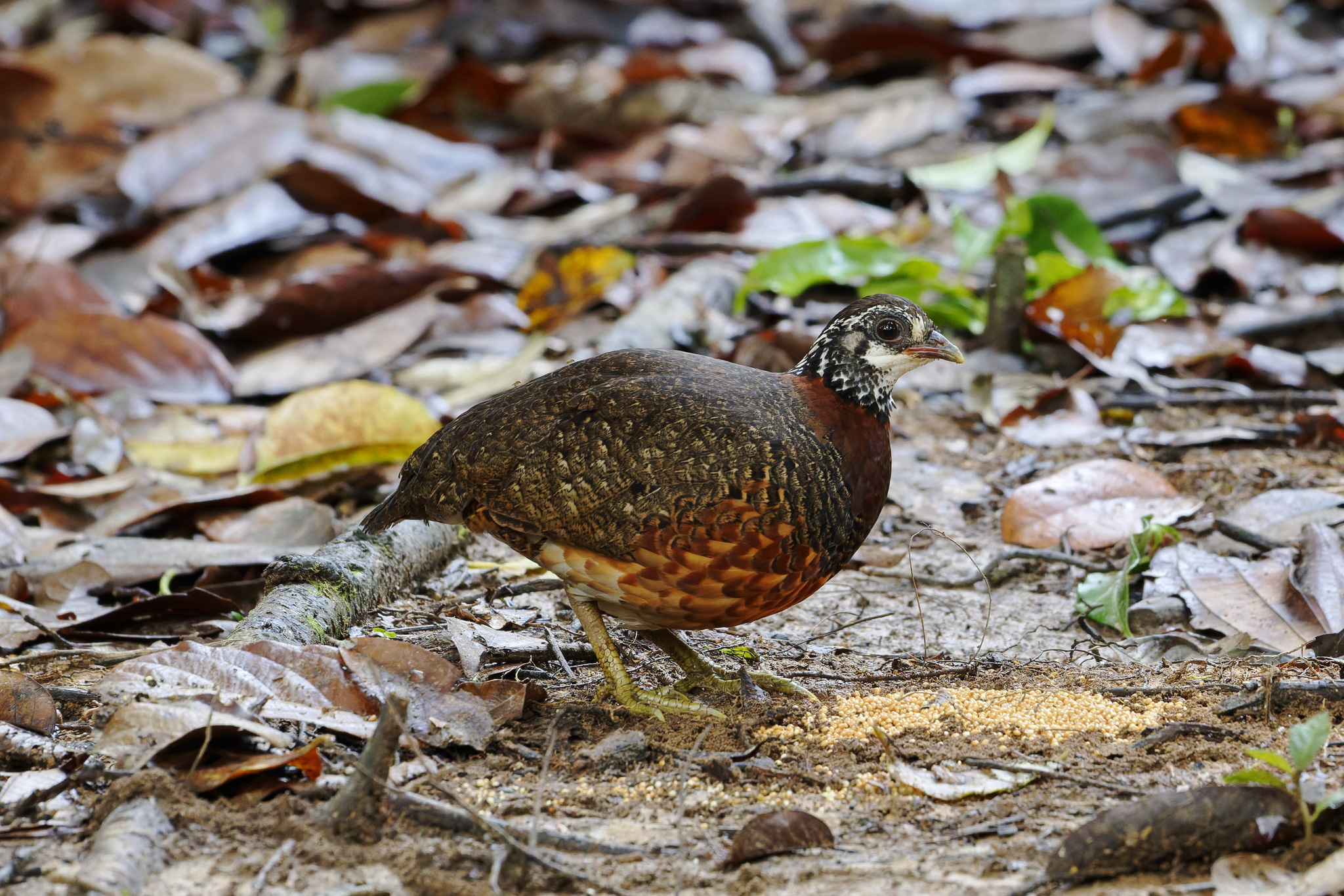 Chestnut-necklaced Partridge (Tropicoperdix charltonii), photo 8