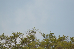 Amazona albifrons