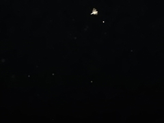 Pteronotus mesoamericanus