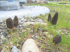 Morchella importuna