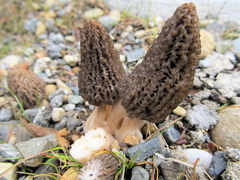 Morchella importuna