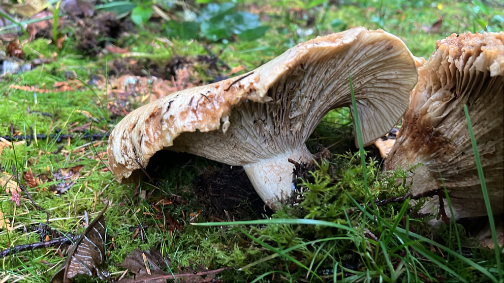 Russula brevipes · November 2025 · photo: © lynn112 (iNaturalist, cc-by)