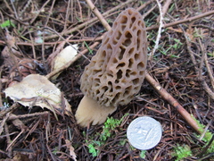 Morchella norvegiensis