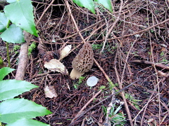 Morchella norvegiensis