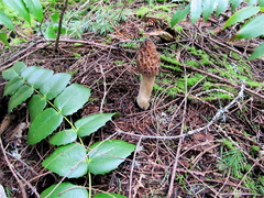 Morchella norvegiensis