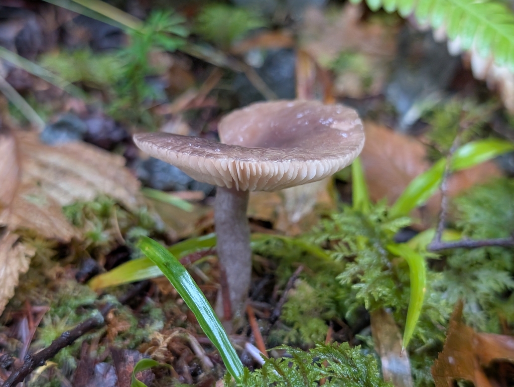 Lactarius pseudomucidus · December 2025 · photo: © criminy (iNaturalist, cc-by)