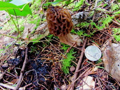 Morchella norvegiensis