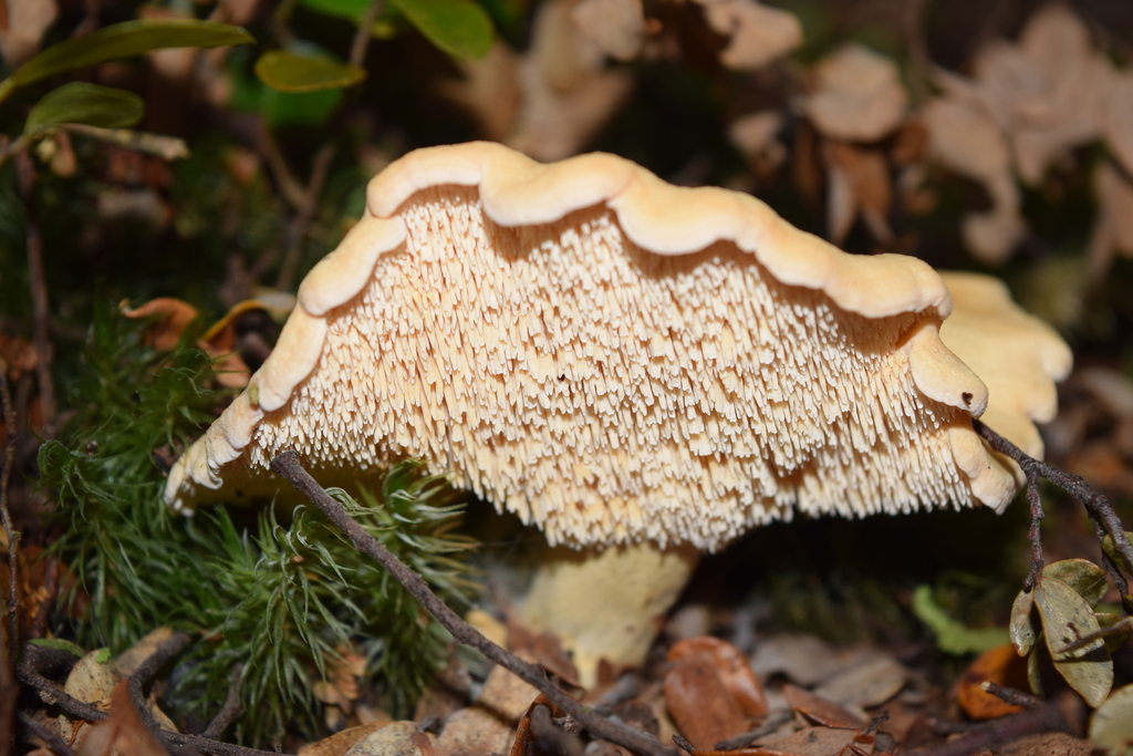 Hydnum crocidens · December 2025 · photo: © davidwhyte (iNaturalist, cc-by-sa)