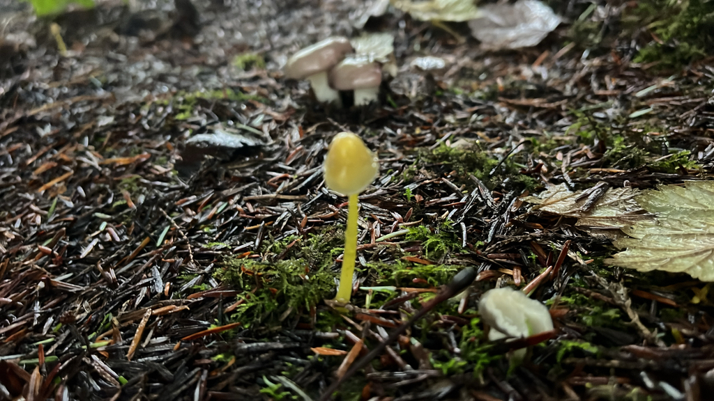 Mycena epipterygia · November 2025 · photo: © lynn112 (iNaturalist, cc-by)