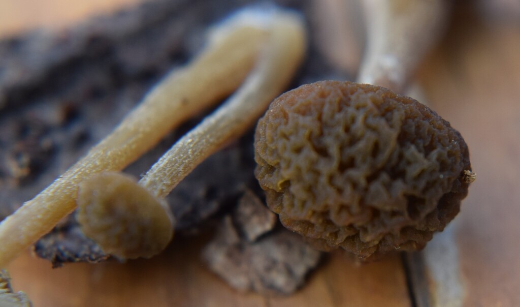 Simocybe phlebophora · December 2025 · photo: © davidwhyte (iNaturalist, cc-by-sa)