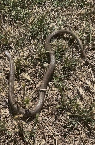 Eastern Brown Snake sighting