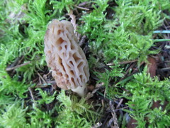 Morchella norvegiensis