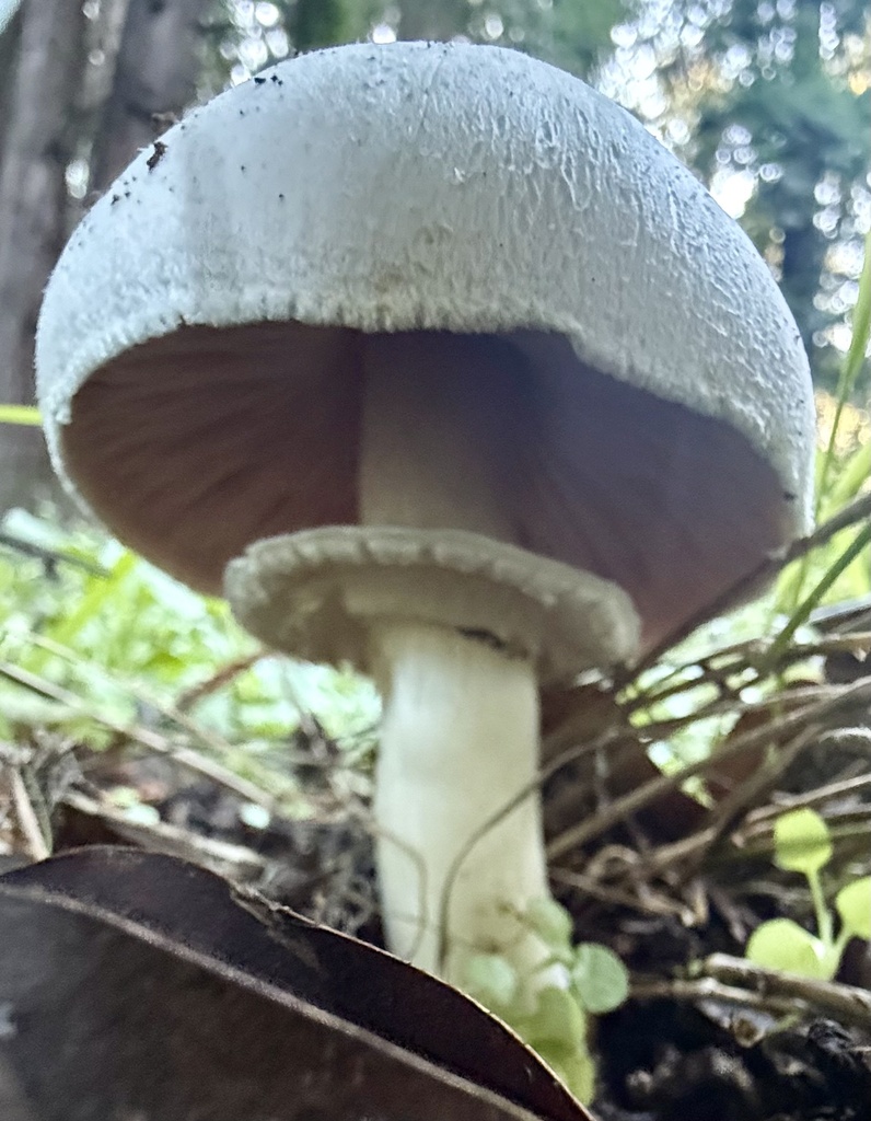 Agaricus californicus · December 2025 · photo: © hllrnnr (iNaturalist, cc0)