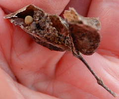Sphaerophysa salsula