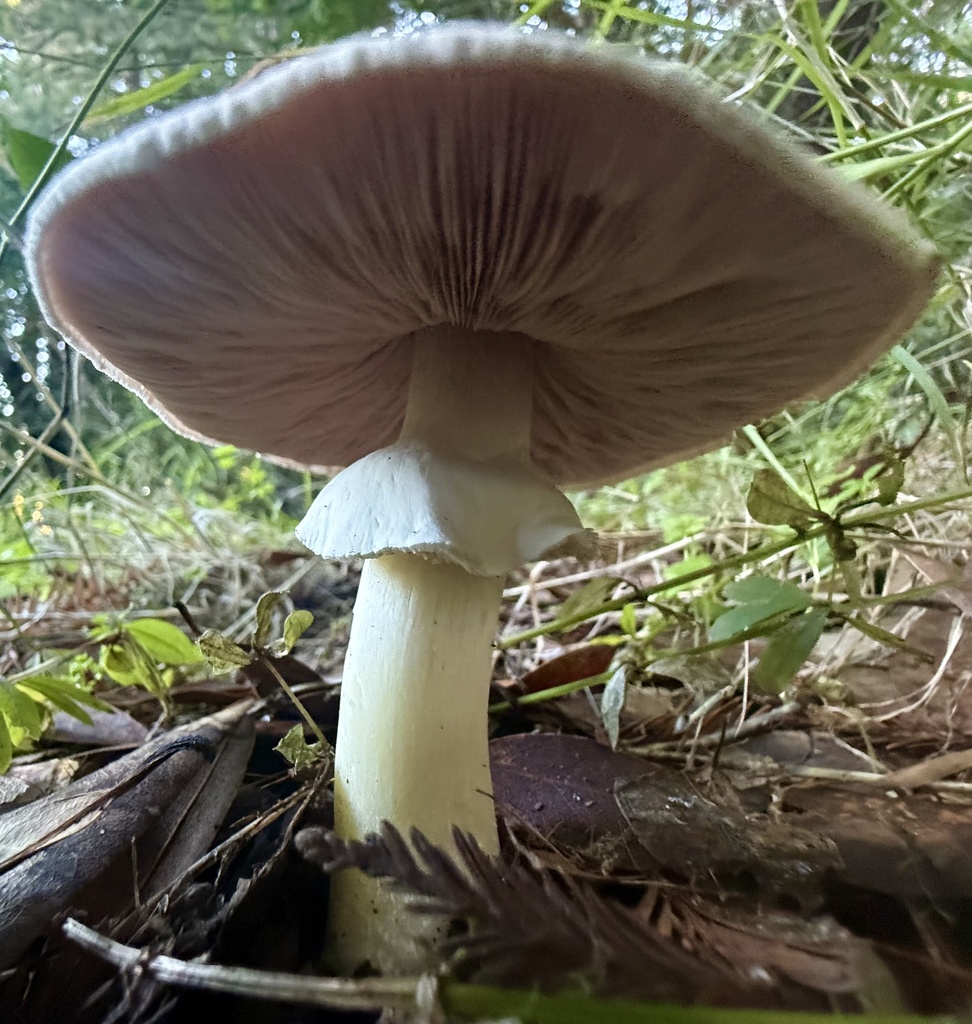 Agaricus californicus · December 2025 · photo: © hllrnnr (iNaturalist, cc0)
