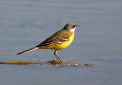 Motacilla flava cinereocapilla
