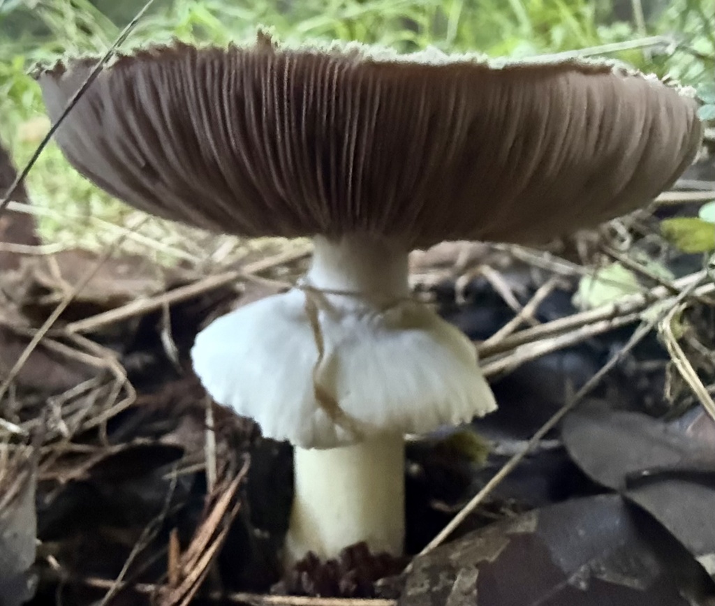 Agaricus californicus · December 2025 · photo: © hllrnnr (iNaturalist, cc0)