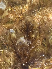 Odonthalia