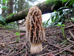 Morchella tridentina