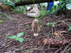 Morchella tridentina