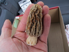 Morchella tridentina