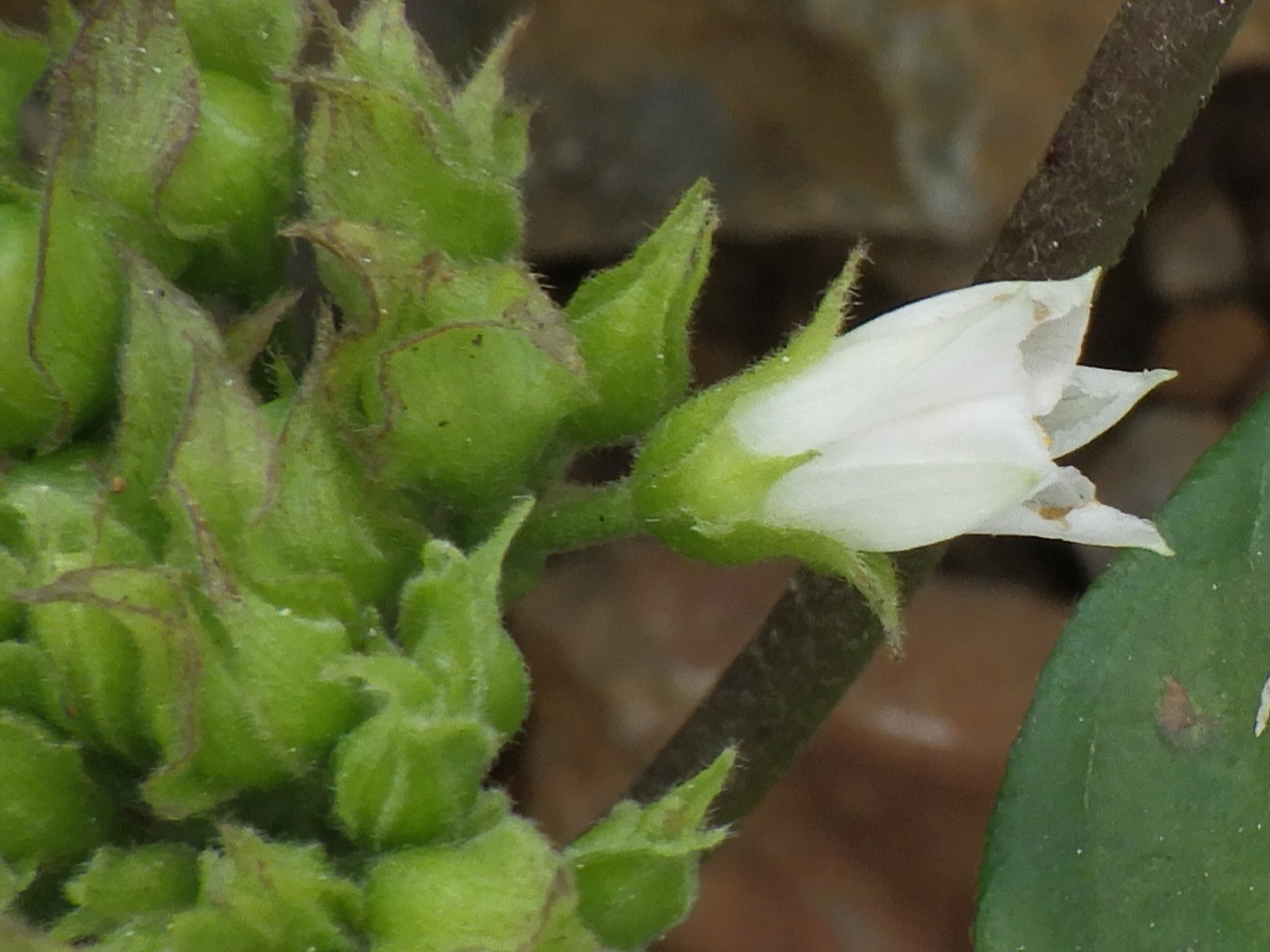 Jacquemontia paniculata — ảnh 3