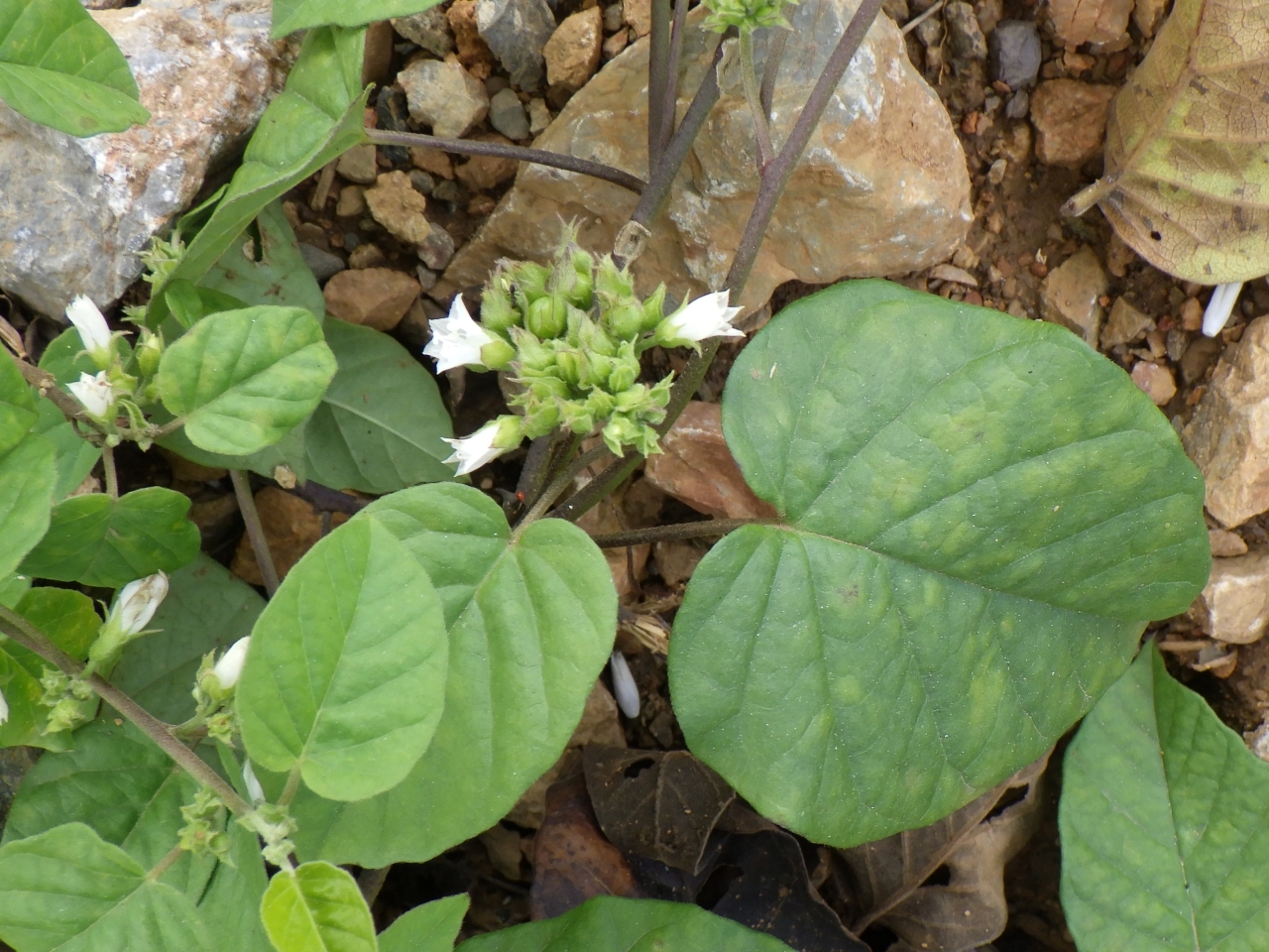 Jacquemontia paniculata — ảnh 2