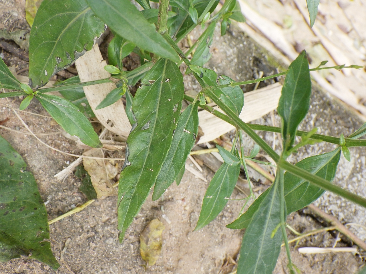 Andrographis paniculata — ảnh 2